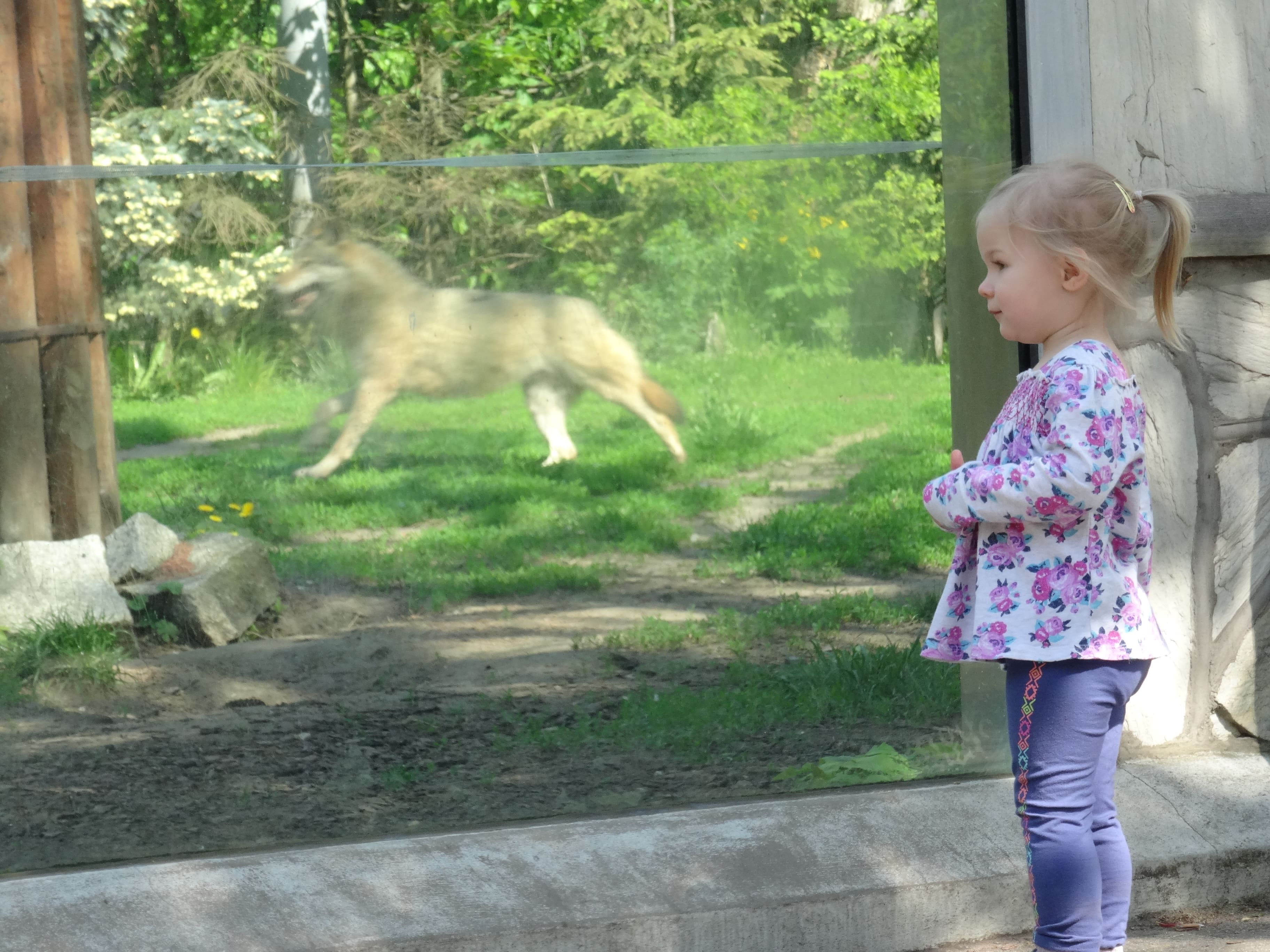 wroclawskie-zoo-wilk