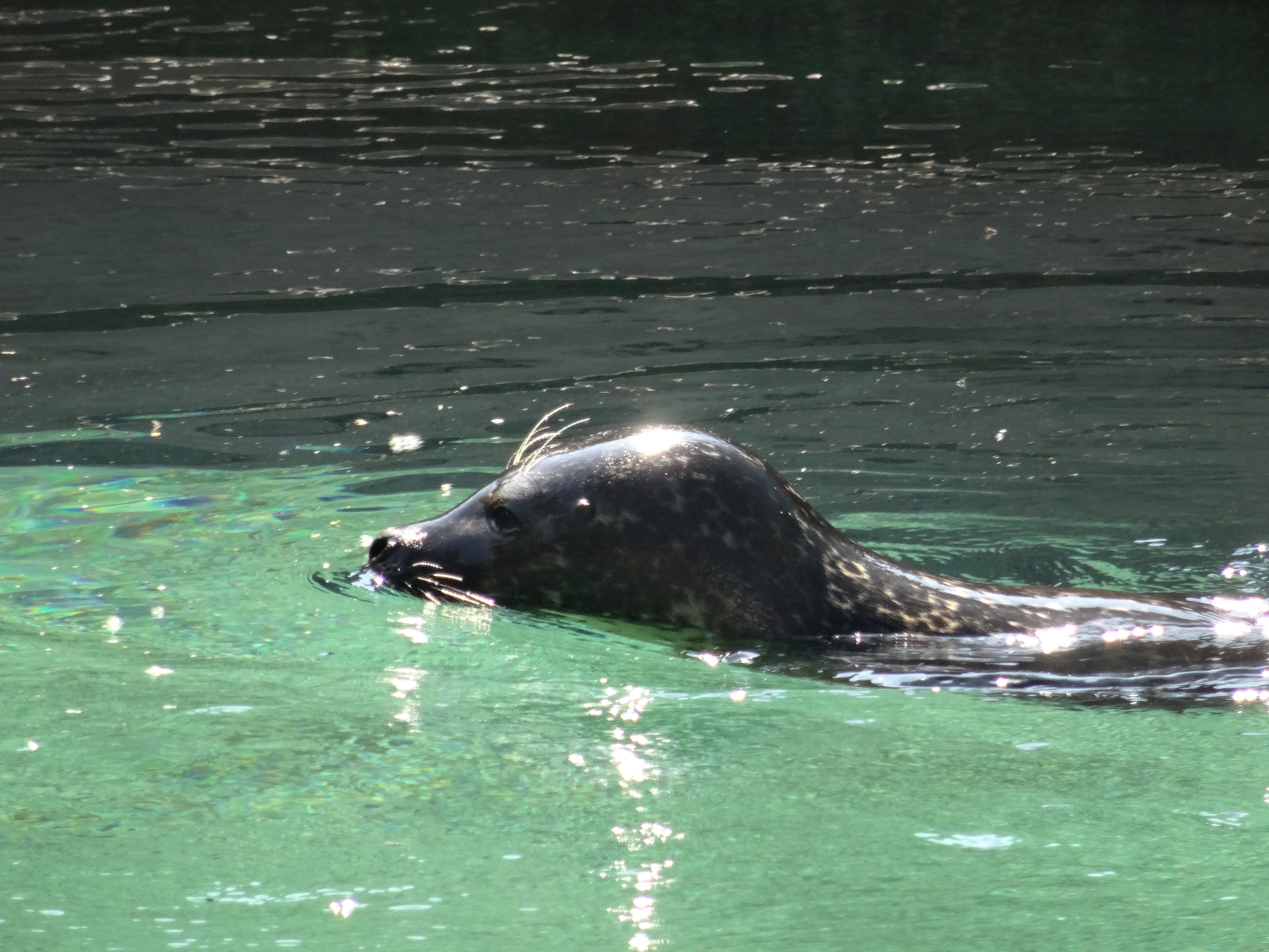 wroclawskie-zoo-foka