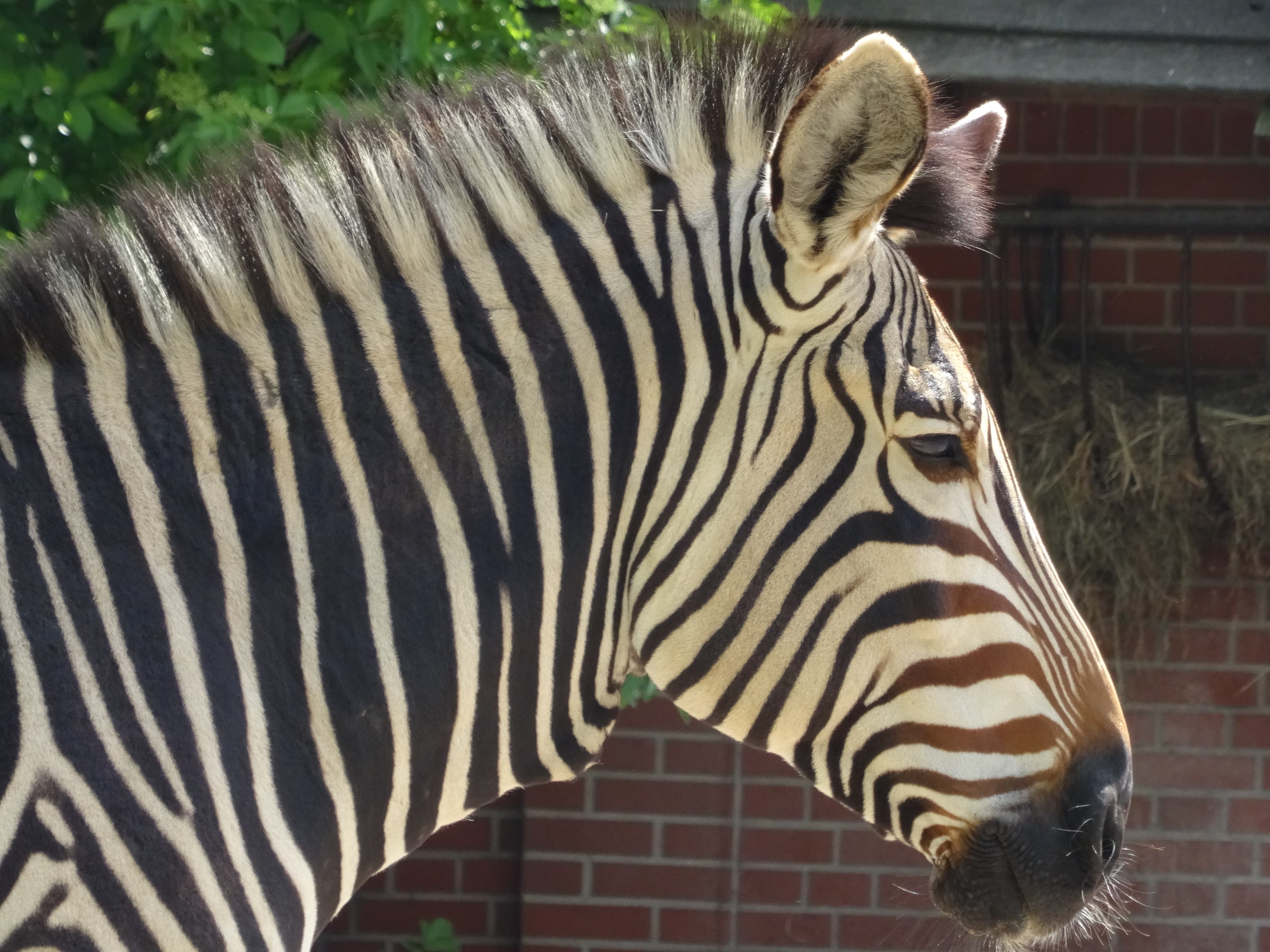 wroclawskie-zoo-zebra