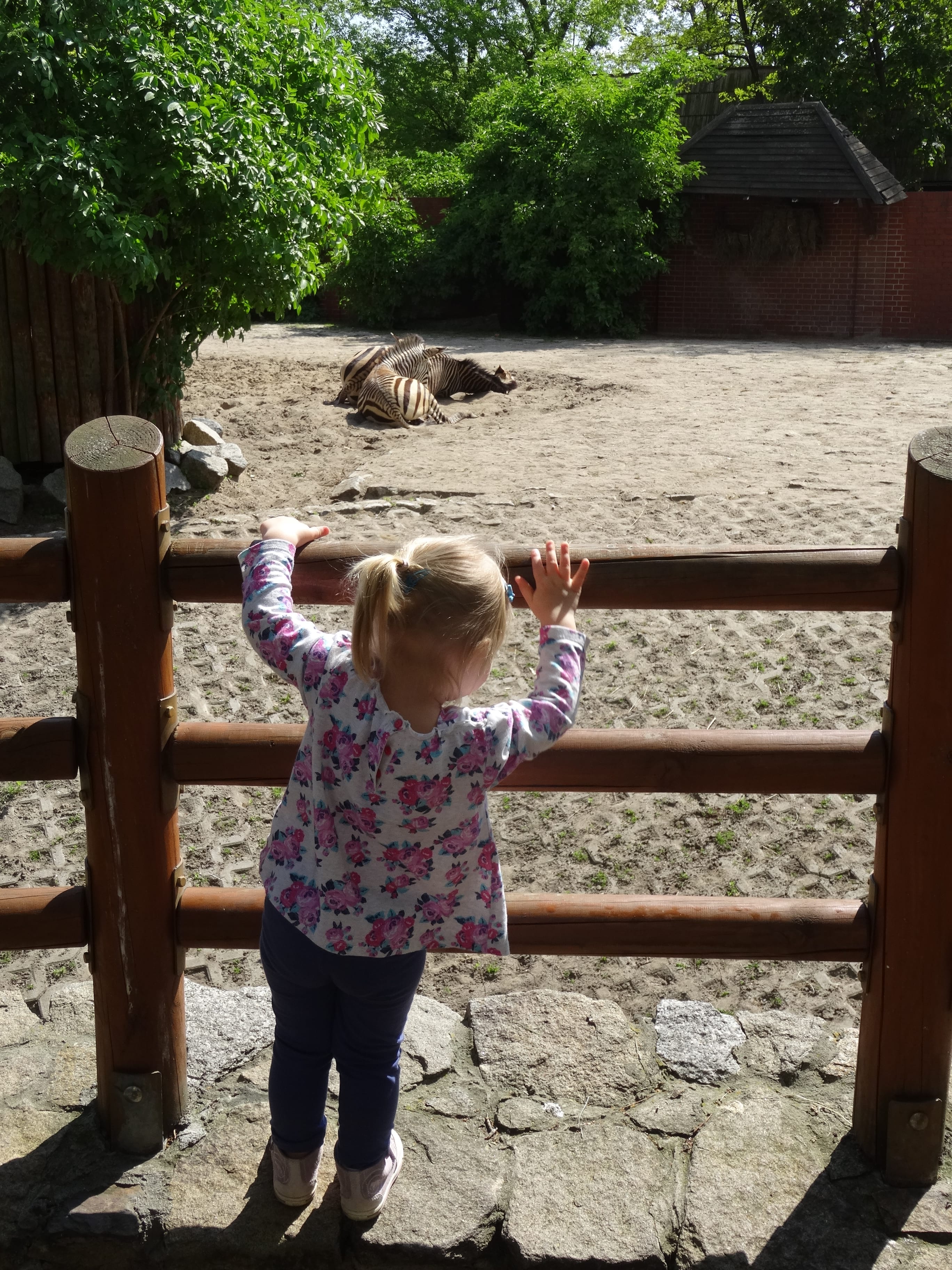 wroclawskie-zoo-zebry