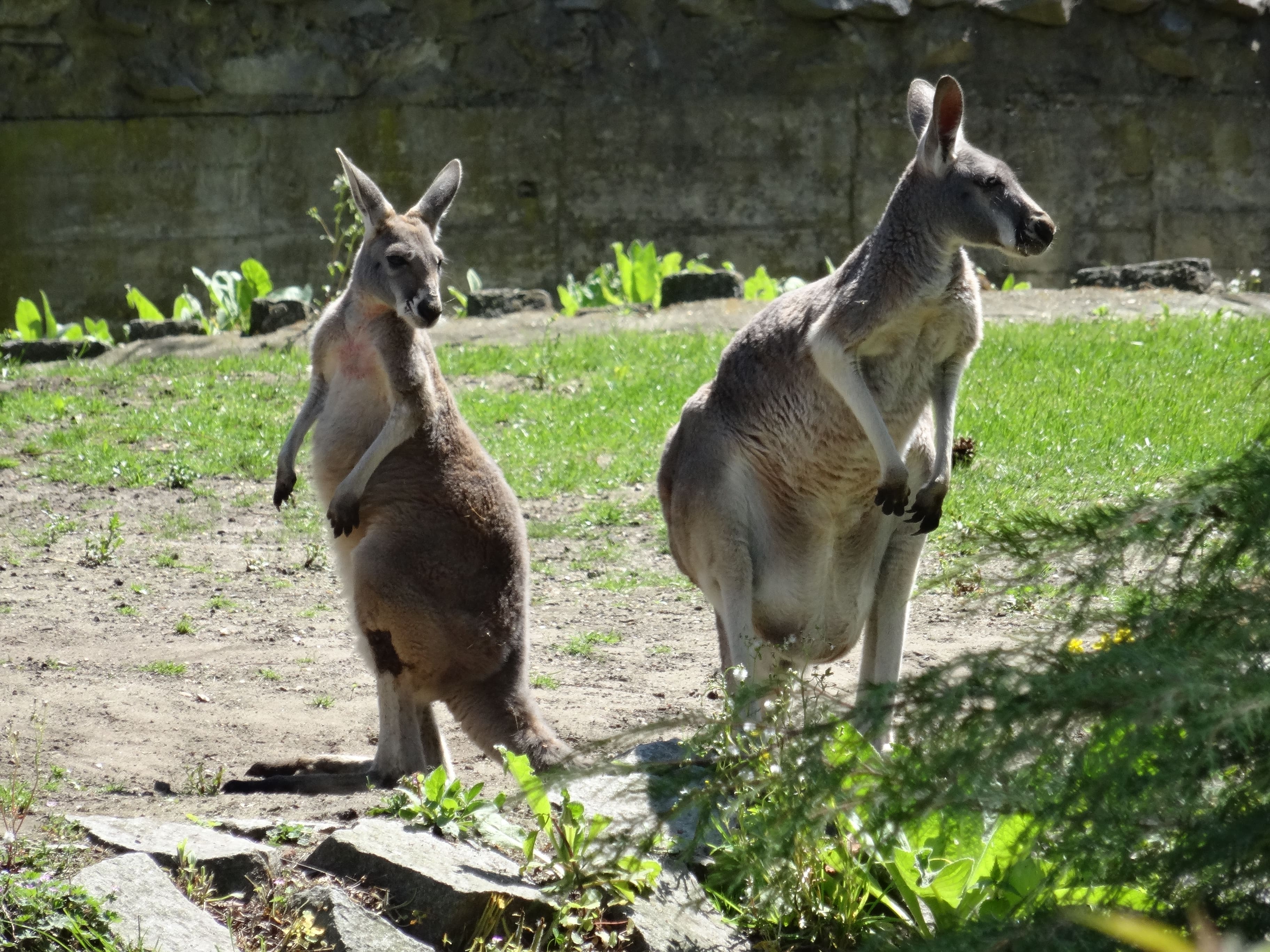 wroclawskie-zo-kangury