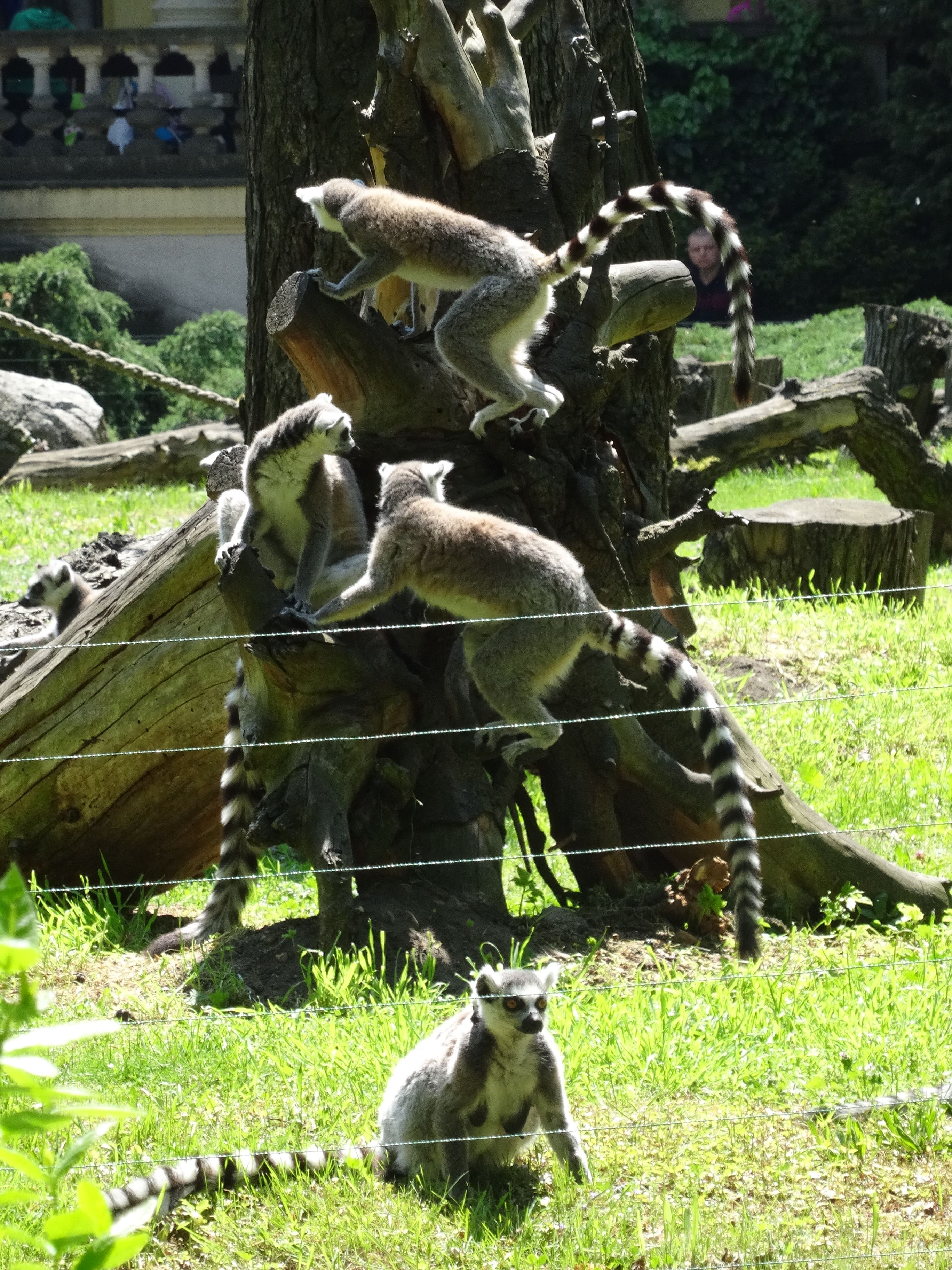 wroclawskie-zoo-lemury
