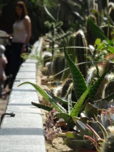 kaktusy - ogród botaniczny we Wrocławiu