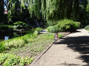 staw - ogród botaniczny we Wrocławiu