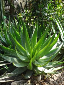 kaktus - ogród botaniczny we Wrocławiu