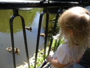 staw, kaczki - ogród botaniczny we Wrocławiu