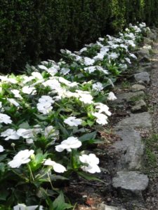 kwiaty - ogród botaniczny we Wrocławiu