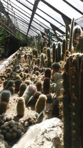 kaktusy - ogród botaniczny we Wrocławiu