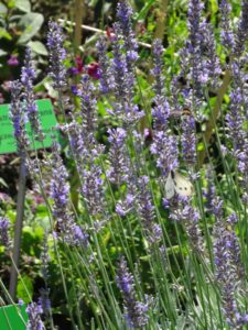 kwiaty - ogród botaniczny we Wrocławiu