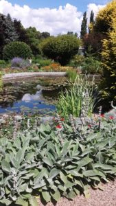 oczko wodne - ogród botaniczny we Wrocławiu