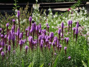 kwiaty - ogród botaniczny we Wrocławiu