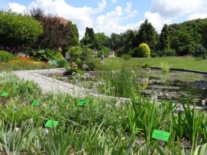oczko wodne - ogród botaniczny we Wrocławiu