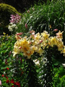 kwiaty - ogród botaniczny we Wrocławiu