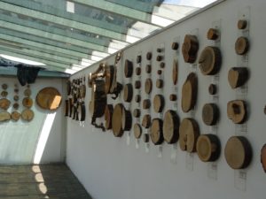 pnie - ogród botaniczny we Wrocławiu