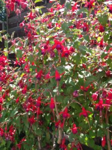 kwiaty - ogród botaniczny we Wrocławiu