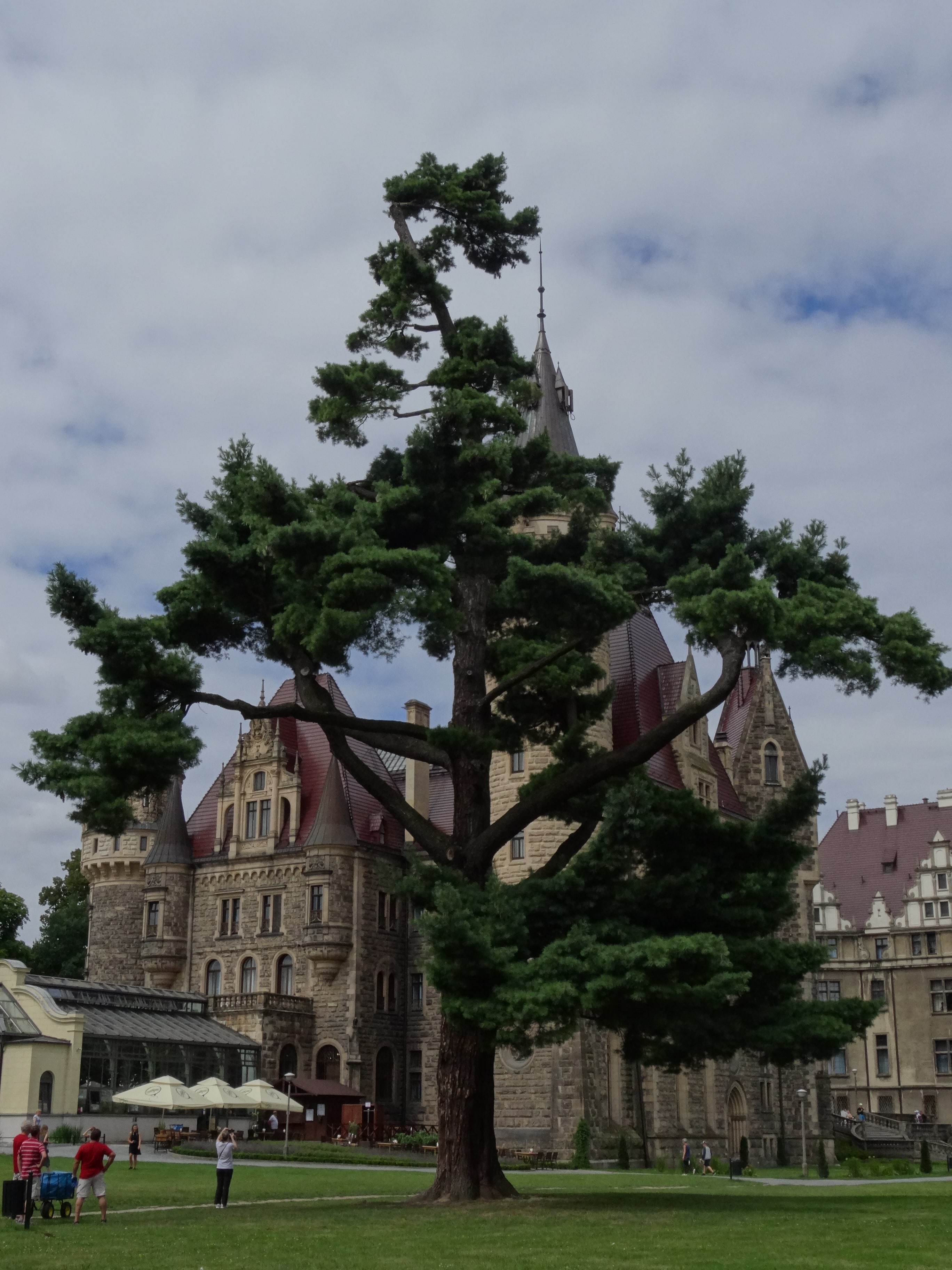 moszna-zamek-drzewo