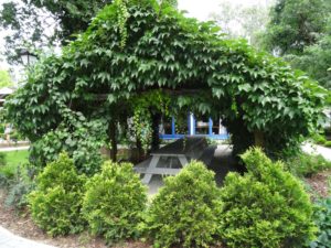 zielona-oliwka-pergola