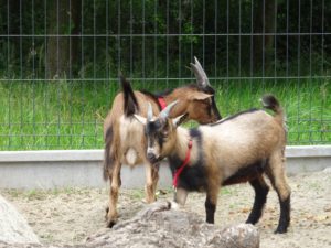 zielona-oliwka-zwierzyniec-kozy