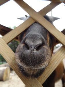 zielona-oliwka-zwierzyniec-koza