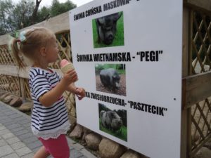 zieelona-oliwka-świnki