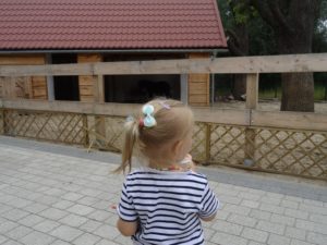 zielona-oliwka-zwierzyniec