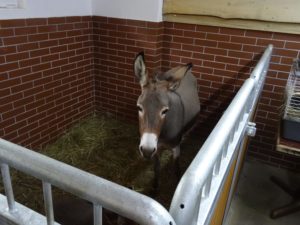 zielona-oliwka-osiol