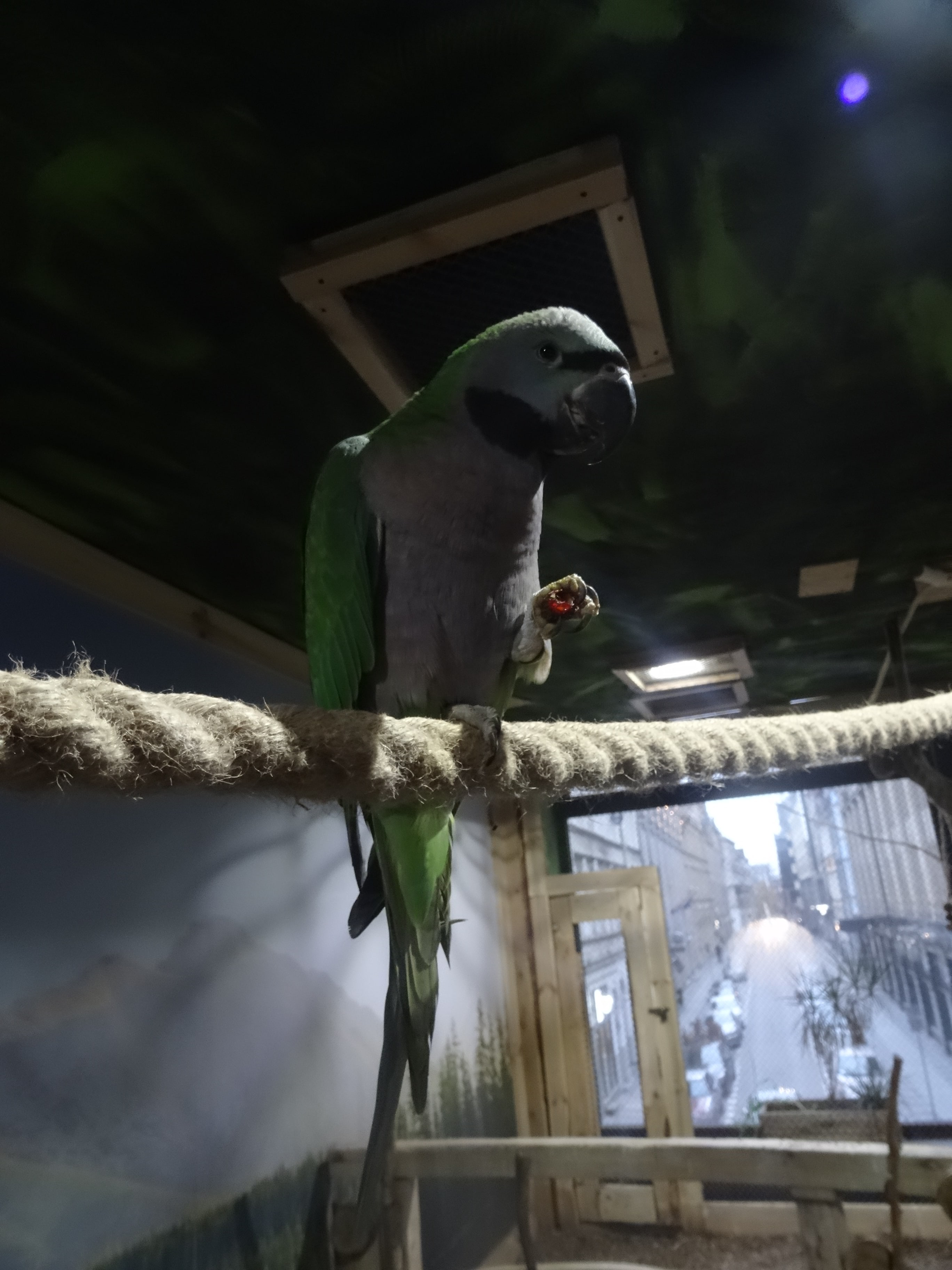 papugarnia-wroclaw