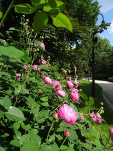 Ogród-Staromiejski-Wrocław