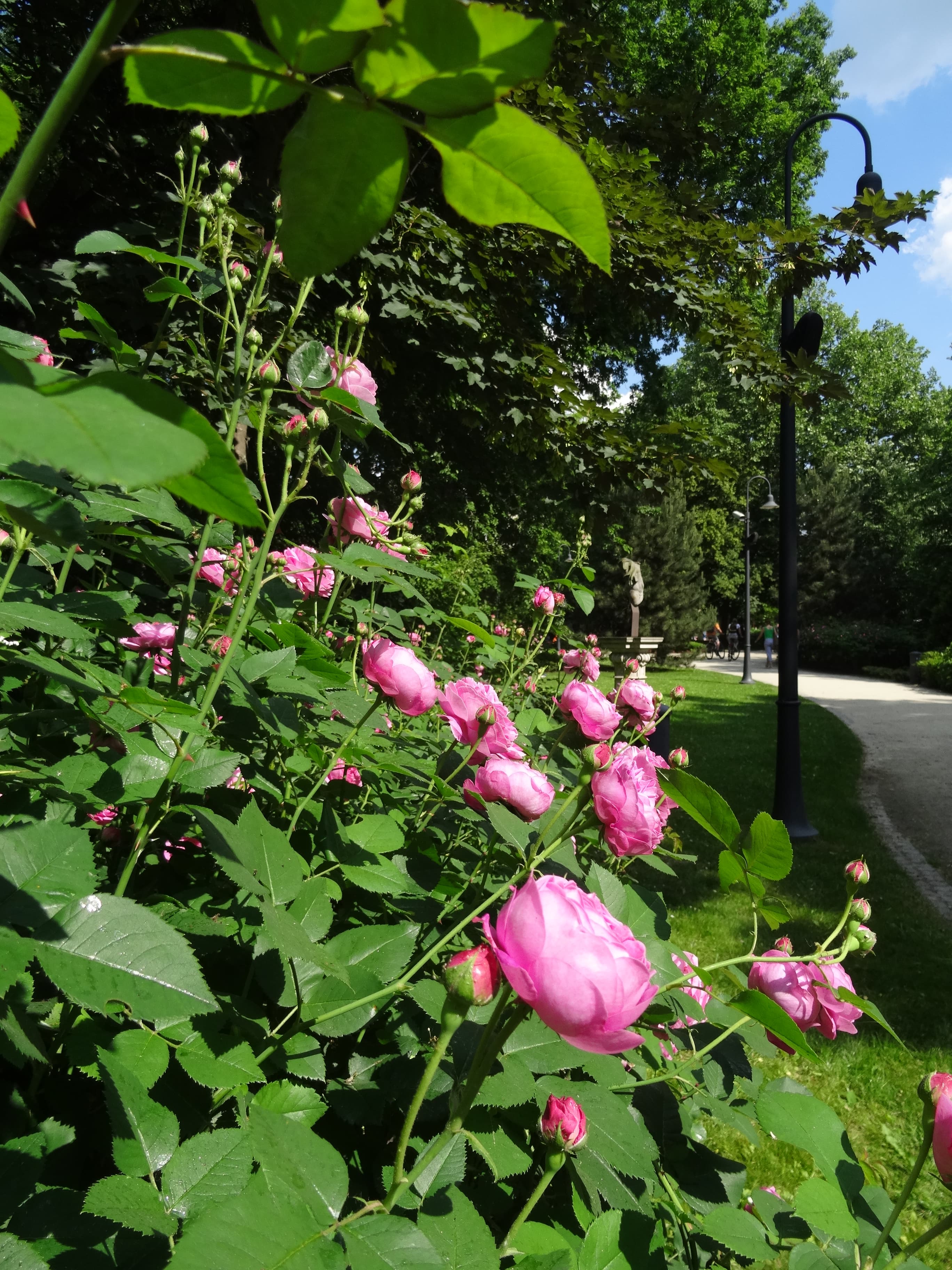 Ogród-Staromiejski-Wrocław