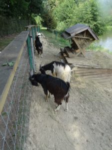 pokrzywna-lowisko-na-wyspie