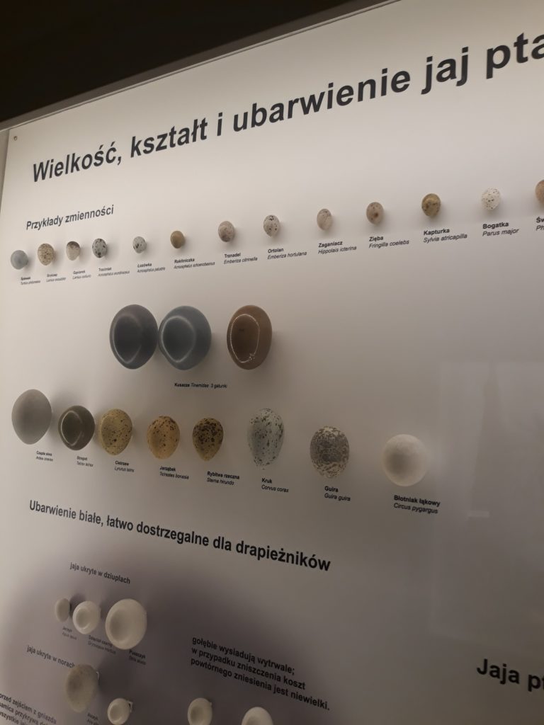 muzeum-przyrodnicze-wrocław