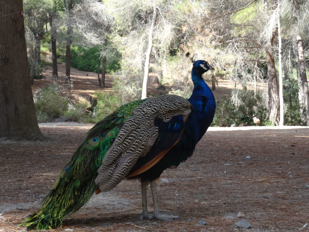 kos-grecja-kostown