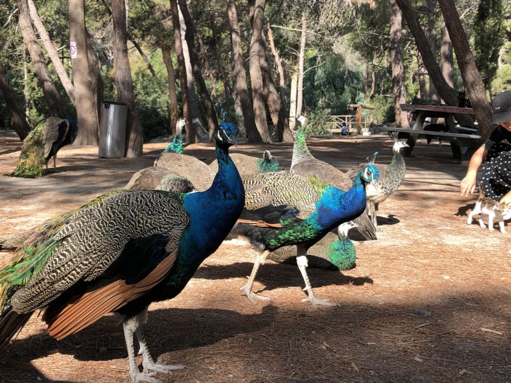 kos-grecja-kostown