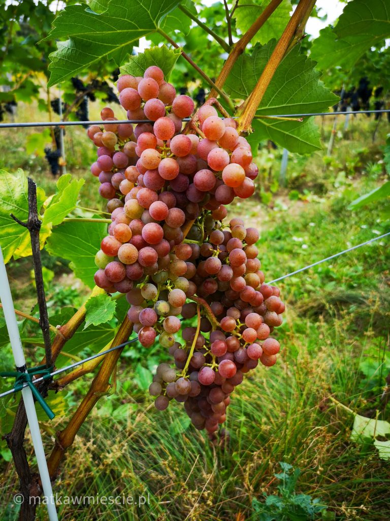 winogrona-winnica