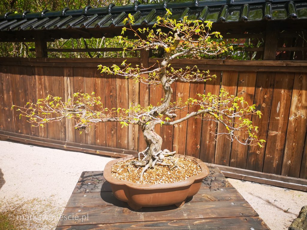 bonsai-drzewko